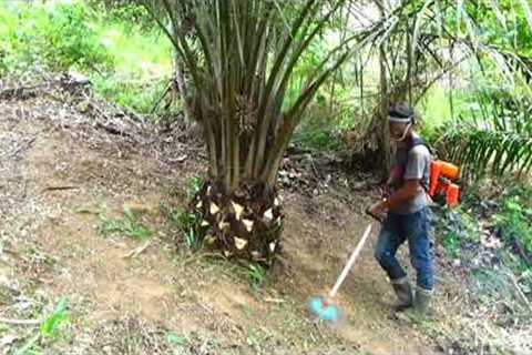 lawn mower || pruning || small oil palm plantation