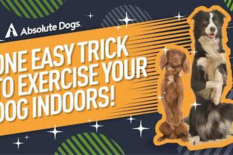One EASY trick to EXERCISE your dog INDOORS!
