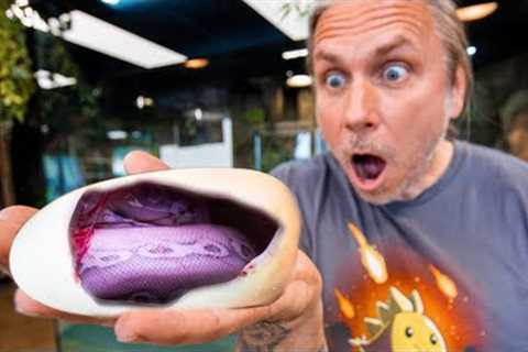 PURPLE SNAKE HATCHED CUTTING SNAKE EGGS!! WOW!! | BRIAN BARCZYK