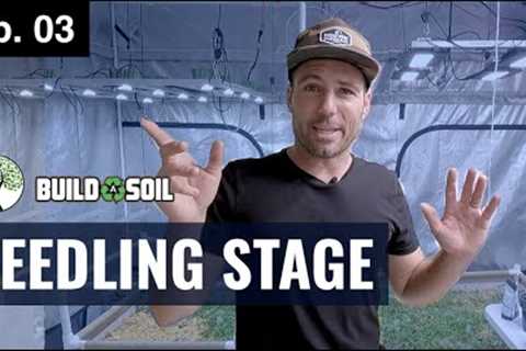SEEDLING STAGE: How We Maintain Our Seedlings (BuildASoil Season 4, Episode 3)