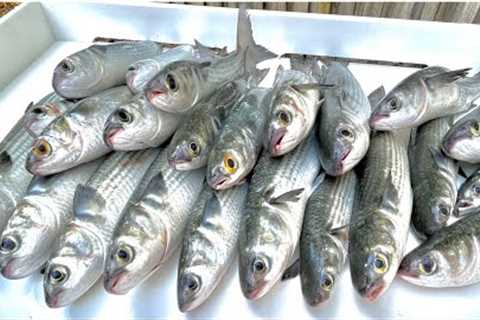 The Most Underrated Fish From *Bait to Plate*. (Mullet Catch Clean and Cook)