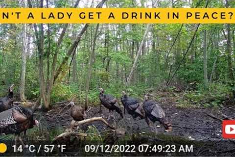 Tom Turkeys Swoon Over Single Hen at the Watering Hole (Trail Cam Video)