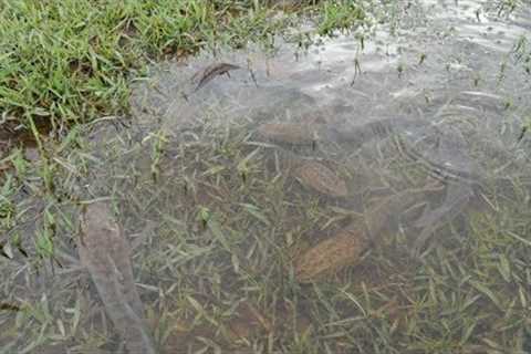 #7 Catching Lots of Snake-head Fish After The Flood