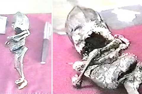 Scientists Accidentally Find Mysterious Biological Organism Hidden Under Nuclear Power Plant