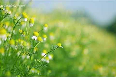 Relaxing Guitar Music | Music With Beautiful Nature For Health, Reduce Stress