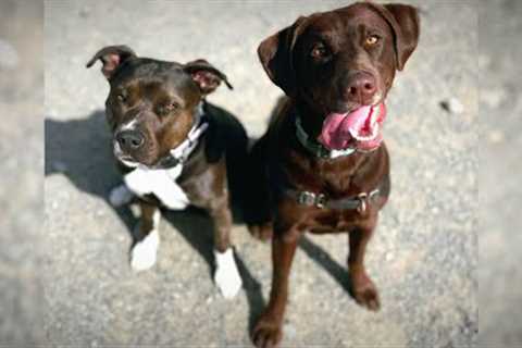 Pittie and Lab's Friendship Starts Through The Fence