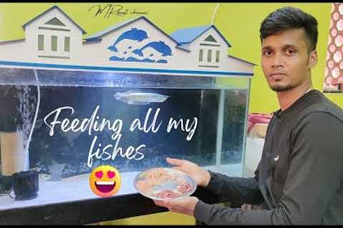 How i feed my monster fish 😱🔥|aquarium|arowana fish|alligator gar|guppy fish|catfish|bicher|tamil ..