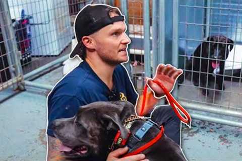 OFFERING FREE DOG TRAINING TO A NO KILL SHELTER!
