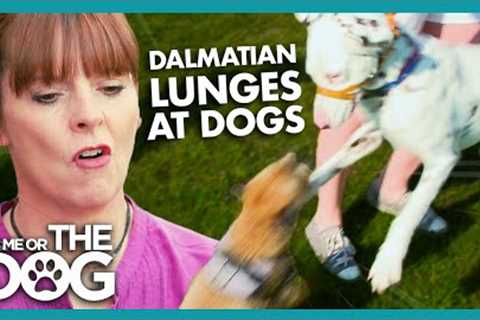 Dalmatian's Greetings are Less than Friendly! | It's Me or The Dog