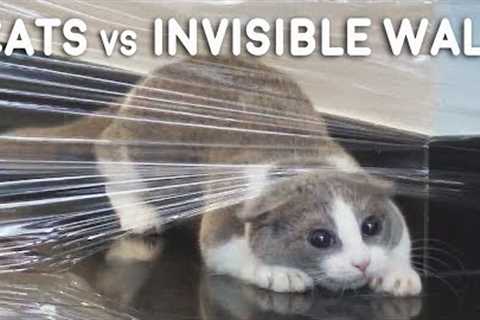 Cats vs Invisible Wall Compilation
