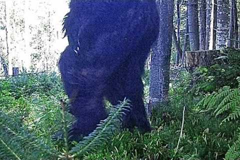 Unknown Creature Sighting On Trail Camera!