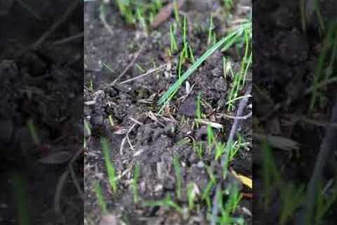 My Lawn 7 Days After Overseeding #shorts
