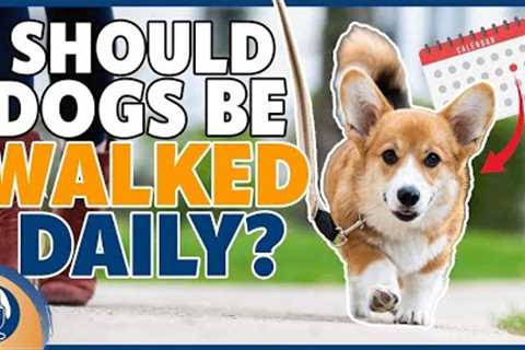 Dog Walking: Why To Start, How Often, And Where #178 #podcast