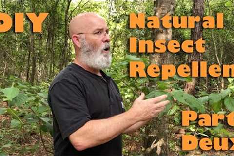 Natural Insect Repellent with Beautyberry part Deux