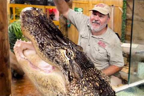 Alligator Feeding Frenzy! 🤩 🐊