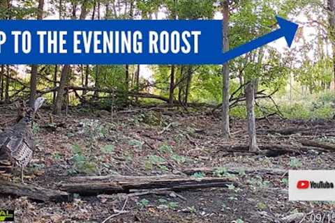 Turkey Flies to its Nighttime Roost (Trail Cam Video)
