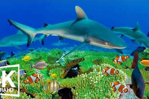 4K Underwater Wonders + Relaxing Music 🐠 Tropical Fish, Coral Reefs - Reduce Stress And Anxiety