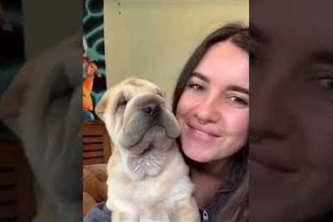Funny animals - Funny cats / dogs - Funny animal videos / Best videos of August 2022