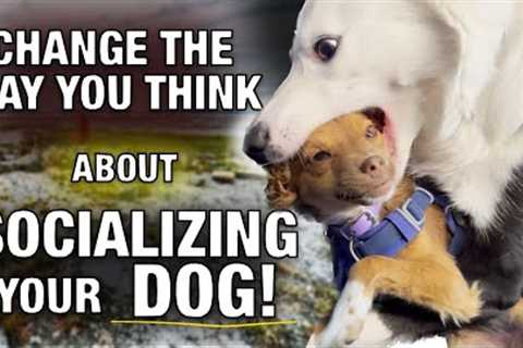 URGENT!! You REALLY NEED TO KNOW THIS About Socializing Your Dog!
