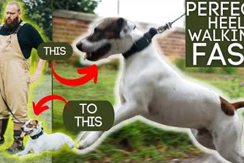 How To Train Dogs To Walk To Heel