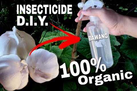 Effective DIY GARLIC SPRAY for Plants o BAWANG | Organic Insecticide