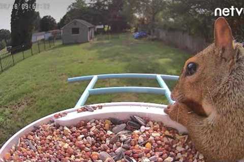 6 Star Product Review: NETVUE Birdfy AI  Smart Bird Feeder Camera, Bird Watching Camera Auto Capture