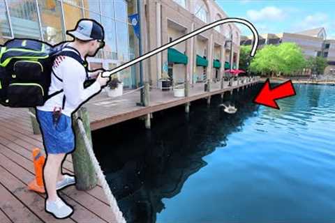 This URBAN POND grows TROPHY SIZED BASS! (Public Pond Bass Fishing)