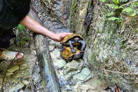 Survival Instinct Catch and cook Survival alone - Survival Adventure