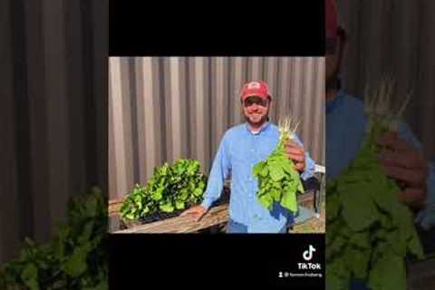 Five Gardening Tips From A Farmer: Fall Crops