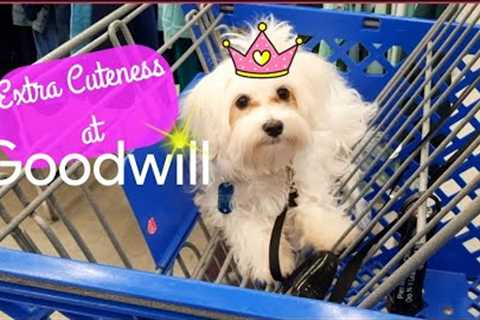 Extra Cuteness at Goodwill - Shop Along With Me - Goodwill Thrift Store
