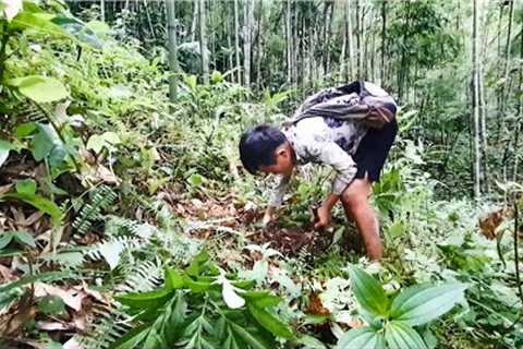 Dig Up Forest Tree Roots For Food | Survival Skills | Survive In The Wild