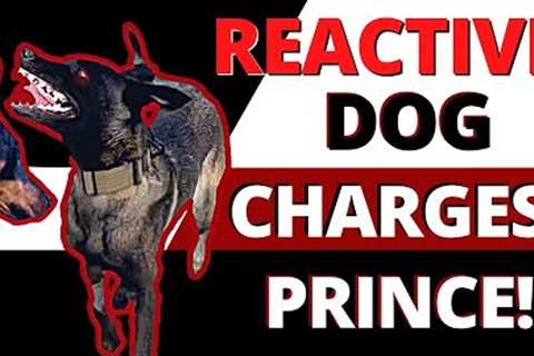 Drastic improvement in only 1 session - Learn how to socialize your reactive dog.