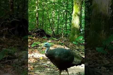 Trail Camera: Turkey Walk By!!!