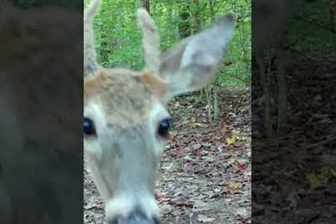 Trail Camera: Young Buck Says Hello!!! Daytime Edition