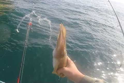 WRECK fishing for BASS and cuttlefish boat fishing uk