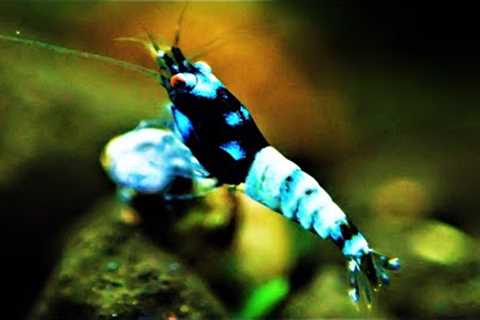 Molting Issues Or Low Baby Shrimp Survival ? Test and Fix Your GH