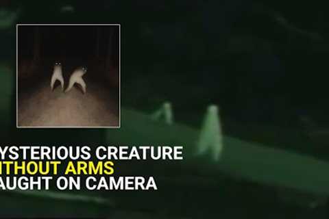 Mysterious creature, without arms, moving in America, caught on camera