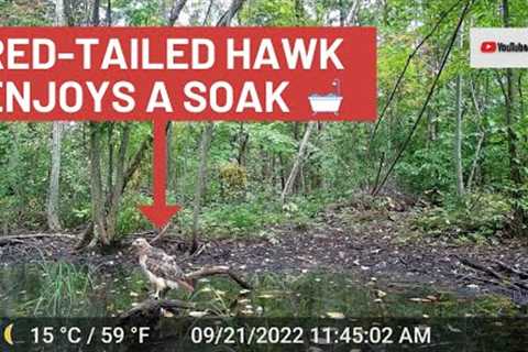 Red-tailed Hawk Takes Bath at Vernal Pool (Trail Cam Video)