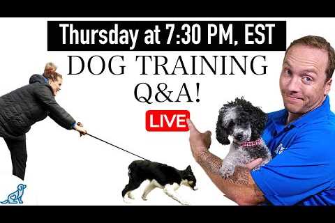 LIVE - Fix Your Leash Walking Problems - Dog Training Q&amp;A