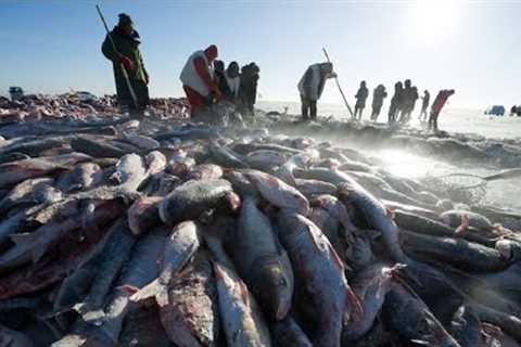 Amazing Ice Fishing - Fishing in Frozen Lake - Net Fishing skill in winter