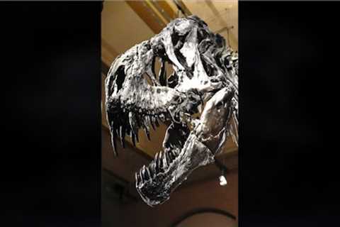 Scientists Examining This Tyrannosaurus Rex Made A Hunting Discovery #shorts