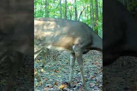 Trail Camera: Mob Of Deer Passing Camera!!!
