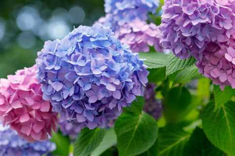What your Hydrangeas can tell you about your soil