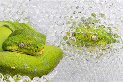 Saving A Snakes Life With Orbeez - Deadly Stuck Shed