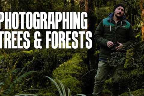 How to Photograph Trees &amp; Forests - Landscape Photography Tips
