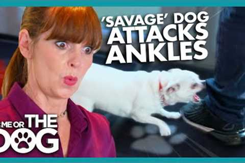 'Savage' Chihuahua Attacks People's Ankles | It's Me or The Dog