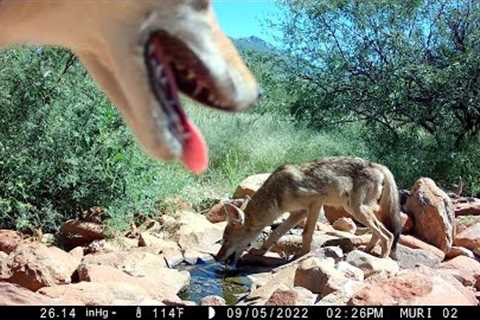 Arizona Trail Camera:  Hot Dogs &amp; Cool Cats