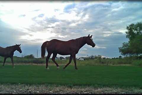 I Don't Think They Belong On My LAWN + Test Plot Updates!!
