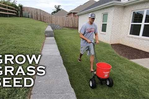 Easily Grow Grass From Seed with These Germination Basics