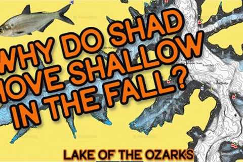Fall Shad Migration | Bass Fishing | Lake Of The Ozarks